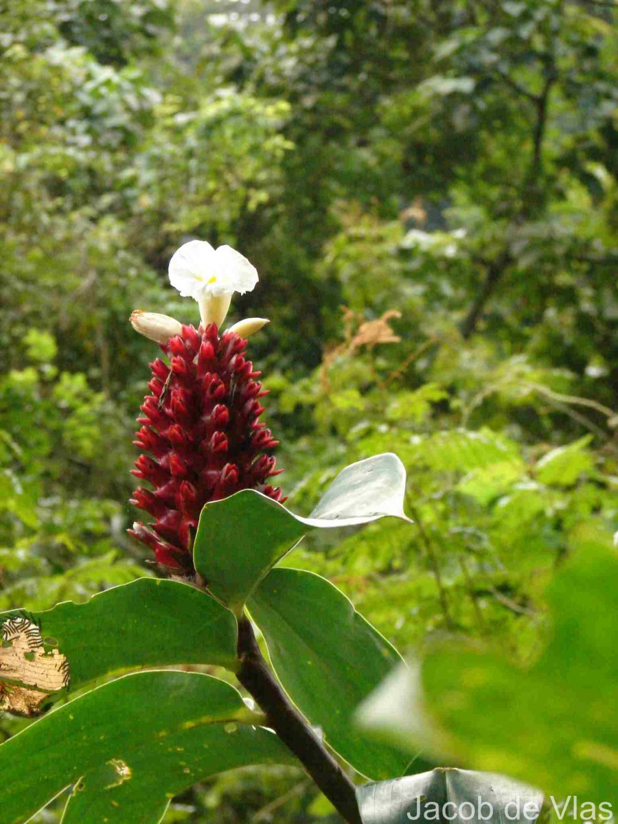 Hellenia speciosa (J.Koenig) S.R.Dutta